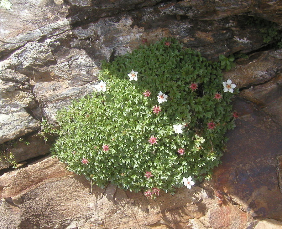 Potentilla nitida /  cinquefoglia delle Dolomiti